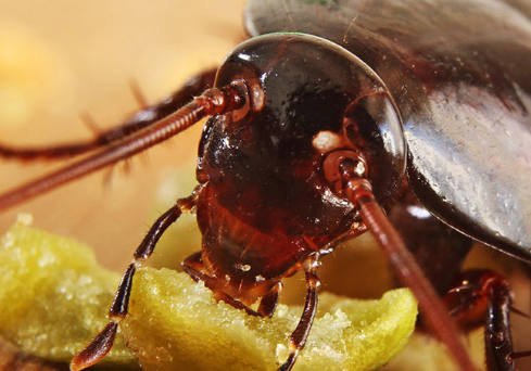 close up of cockroach head