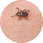 tick on skin