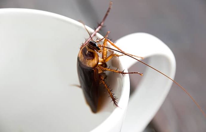 roach in cup