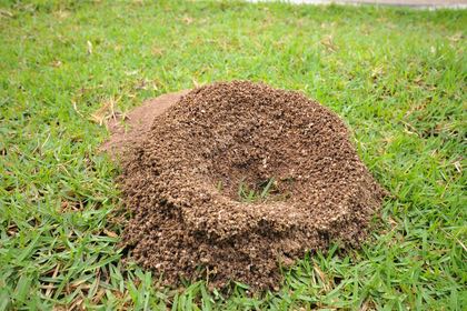 fire ant mound