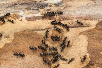 ants on wood