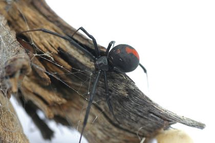 black widow spider