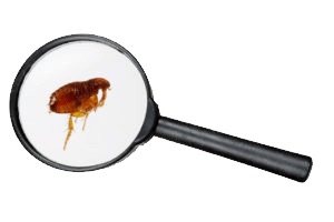 flea in magnifying glass