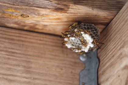 wasp nest