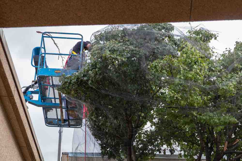 bird nets on trees