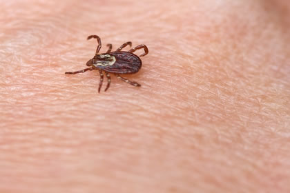 tick on skin