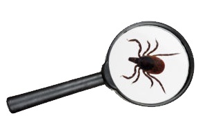 tick in magnifying glass