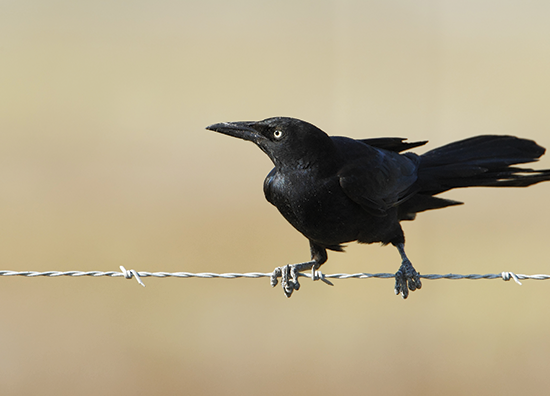 grackle