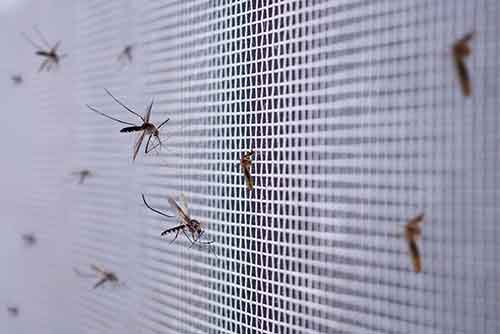 Mosquitoes on a screen