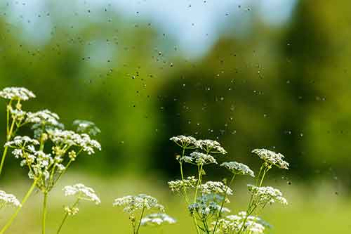 Mosquitoes swarming near plants