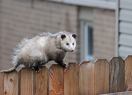 opossum