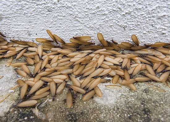 termite swarm