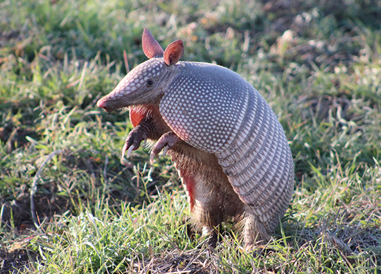 armadillo