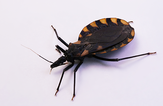 Kissing Bug