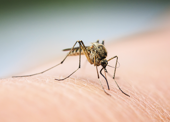 mosquito on arm