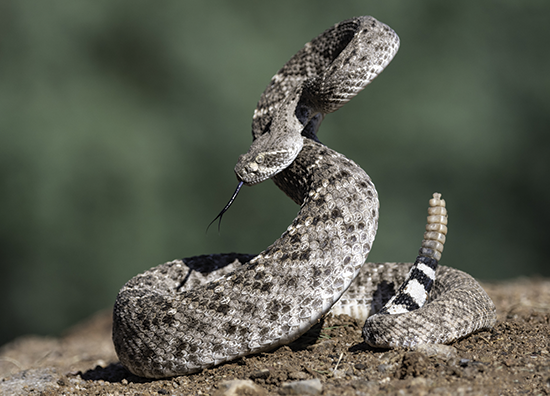 rattle snake