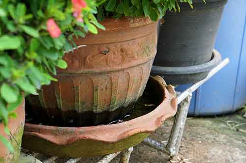 standing water in pot