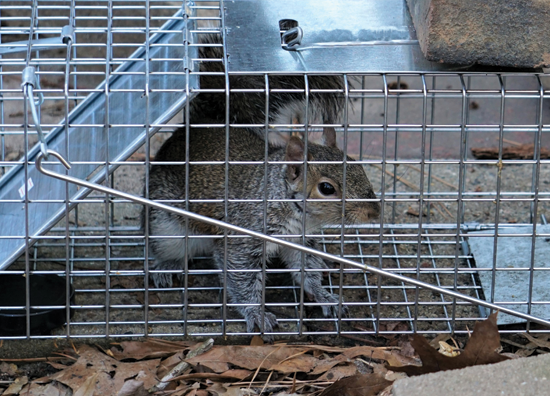 squirrel in trap