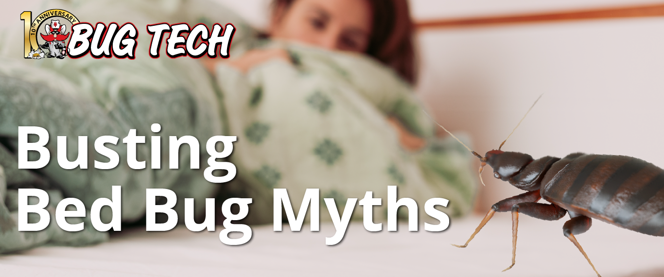 Bed bug myth header image