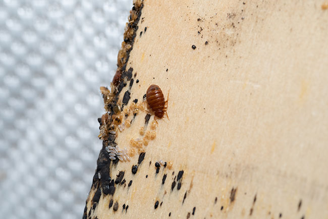 bed bug eggs