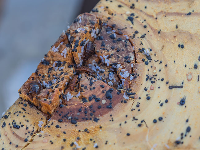 Bed bugs on wood