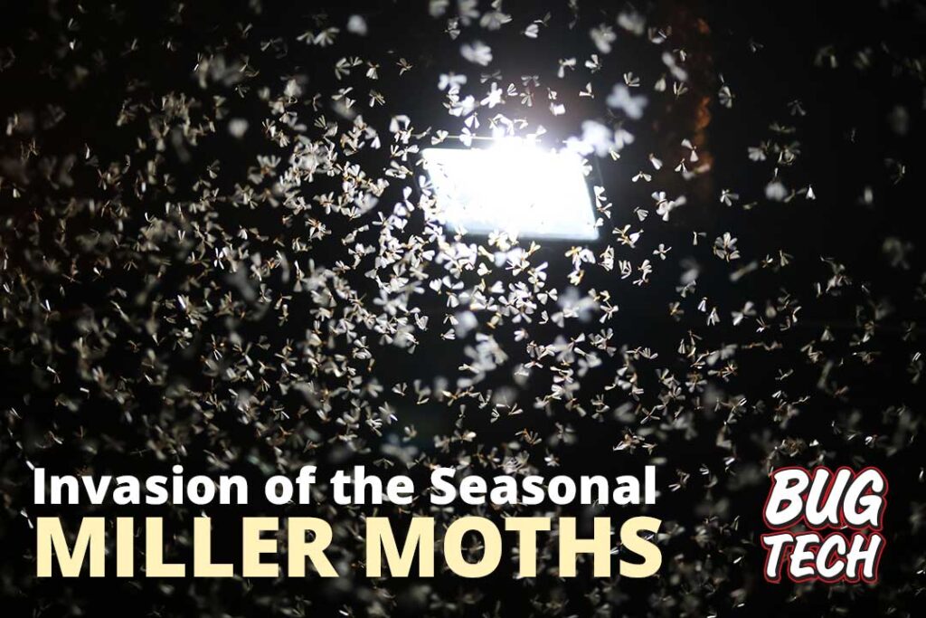 Miller Moths Swarming a Light
