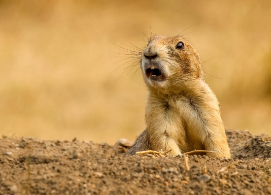 Prairie Dog