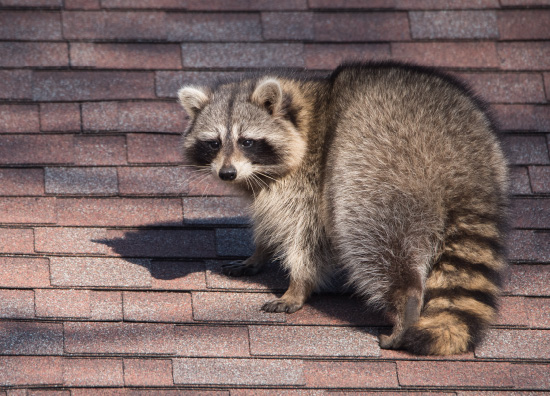 RACCOON ON ROOF