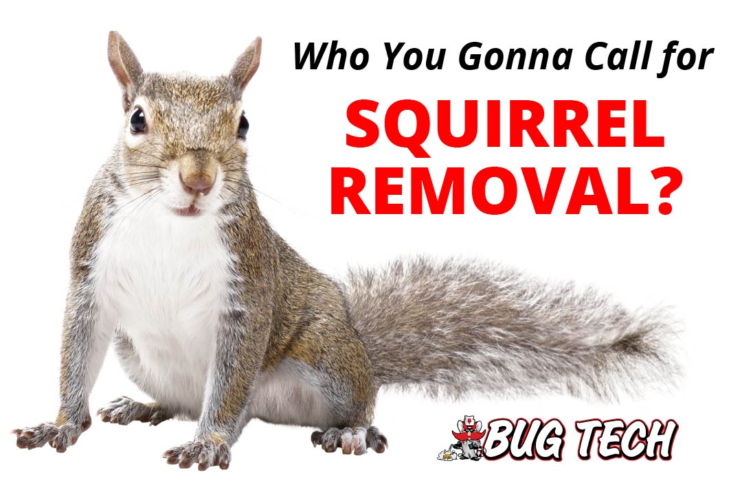 Who you gonna call for squirrel removal - Bug Tech