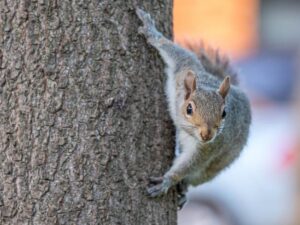 Squirrel on a tree