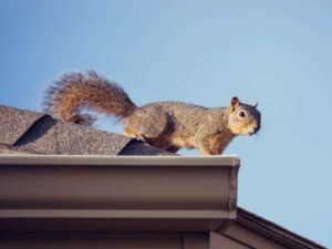 Squirrel on roof