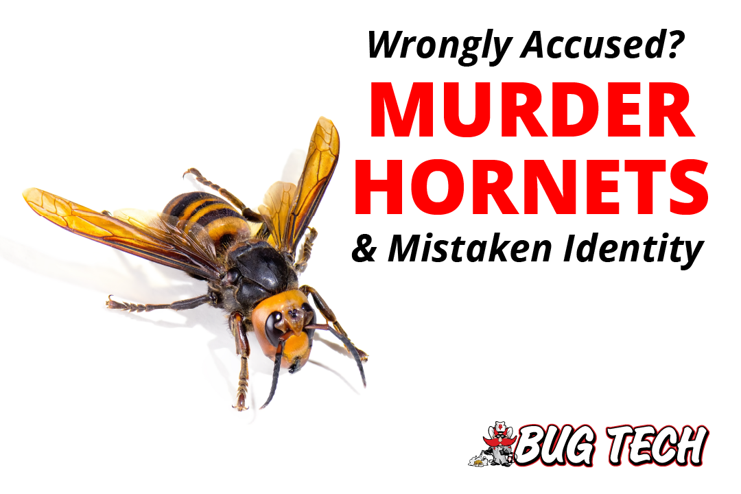 Murder Hornets vs Texas Ground Hornets