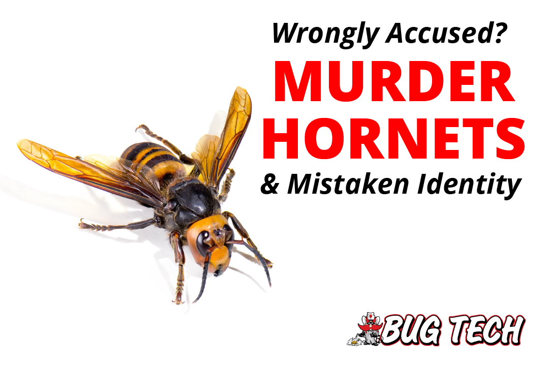 Murder Hornets