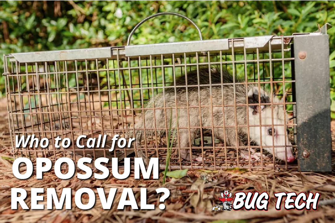 Who to call for opossum removal?