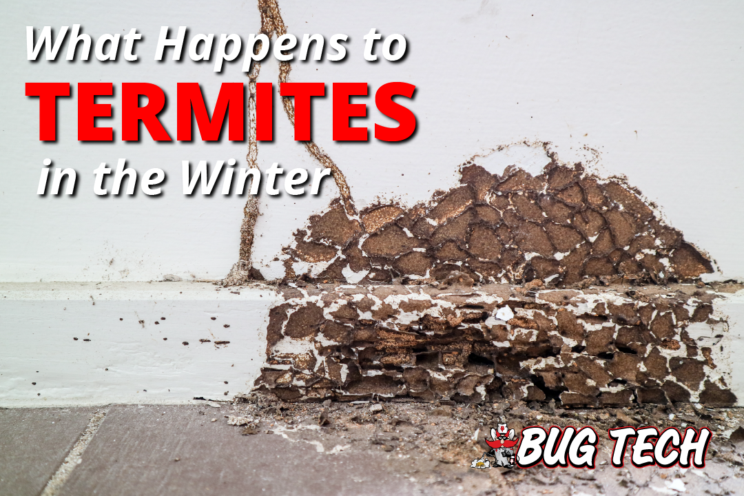 Termite winter