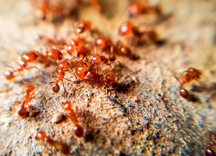 fire ants