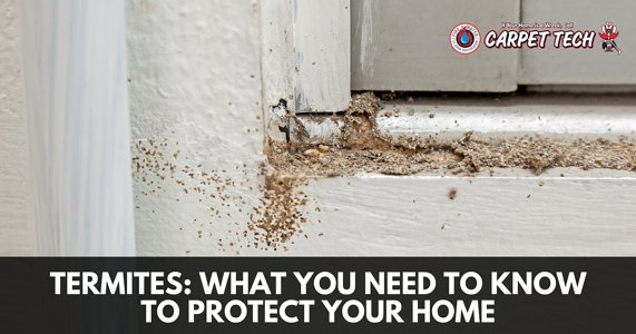 Termites on window sill