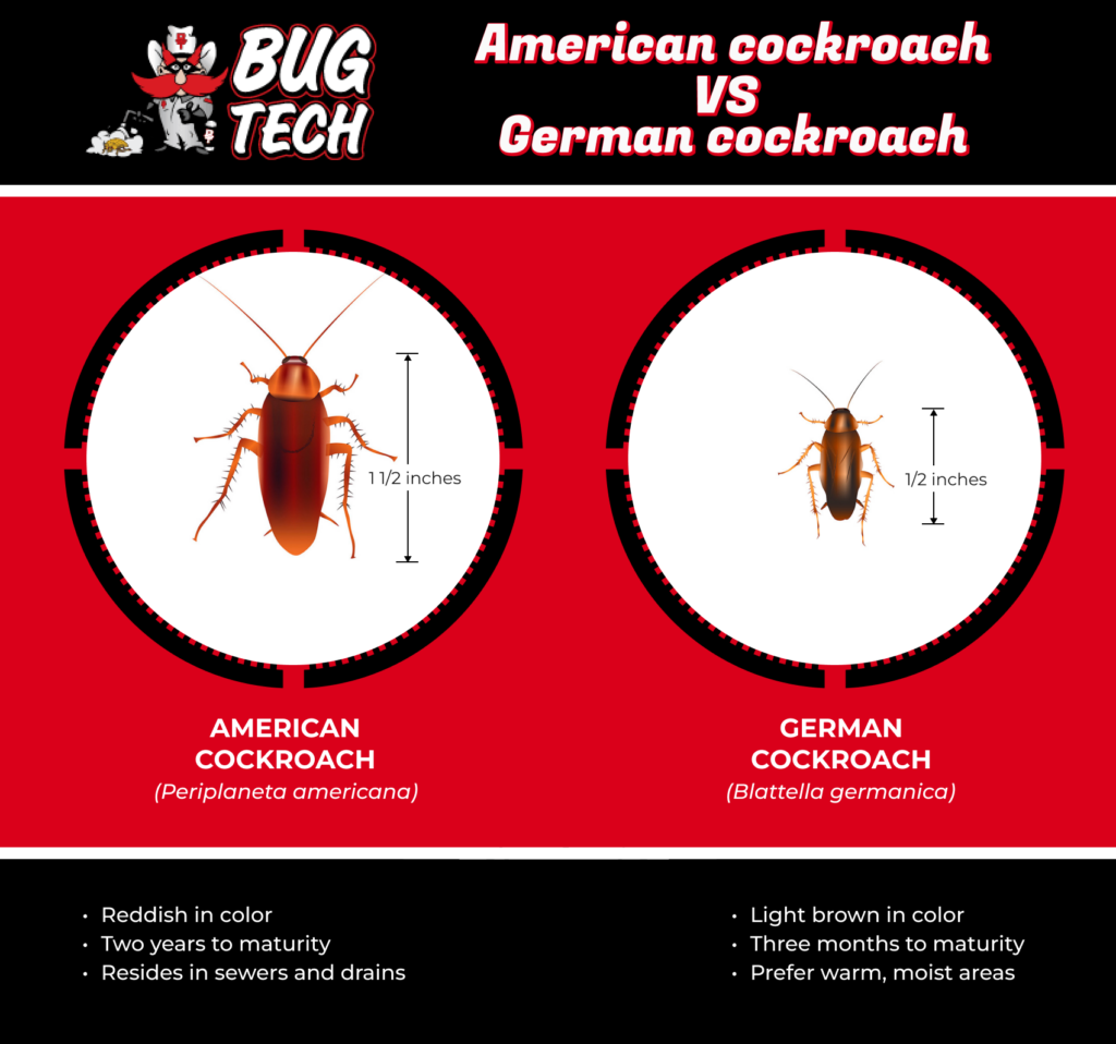 graphic detailing the difference between American Roaches and German Roaches