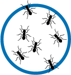ant infestation graphic