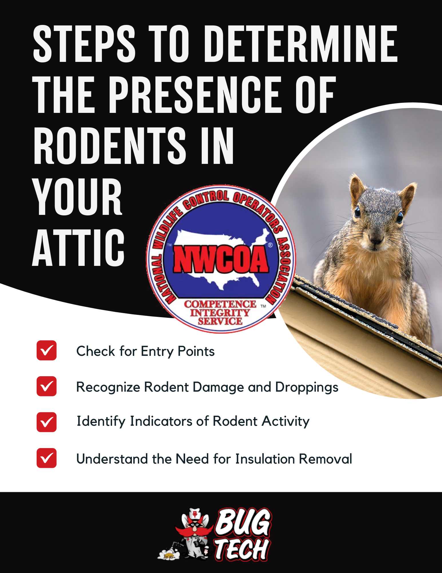 Steps-to-Determine-the-Presence-of-Rodents-in-Your-Attic.png