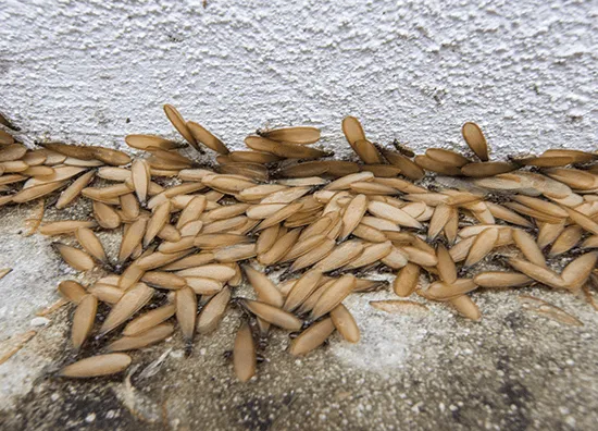 termites swarming