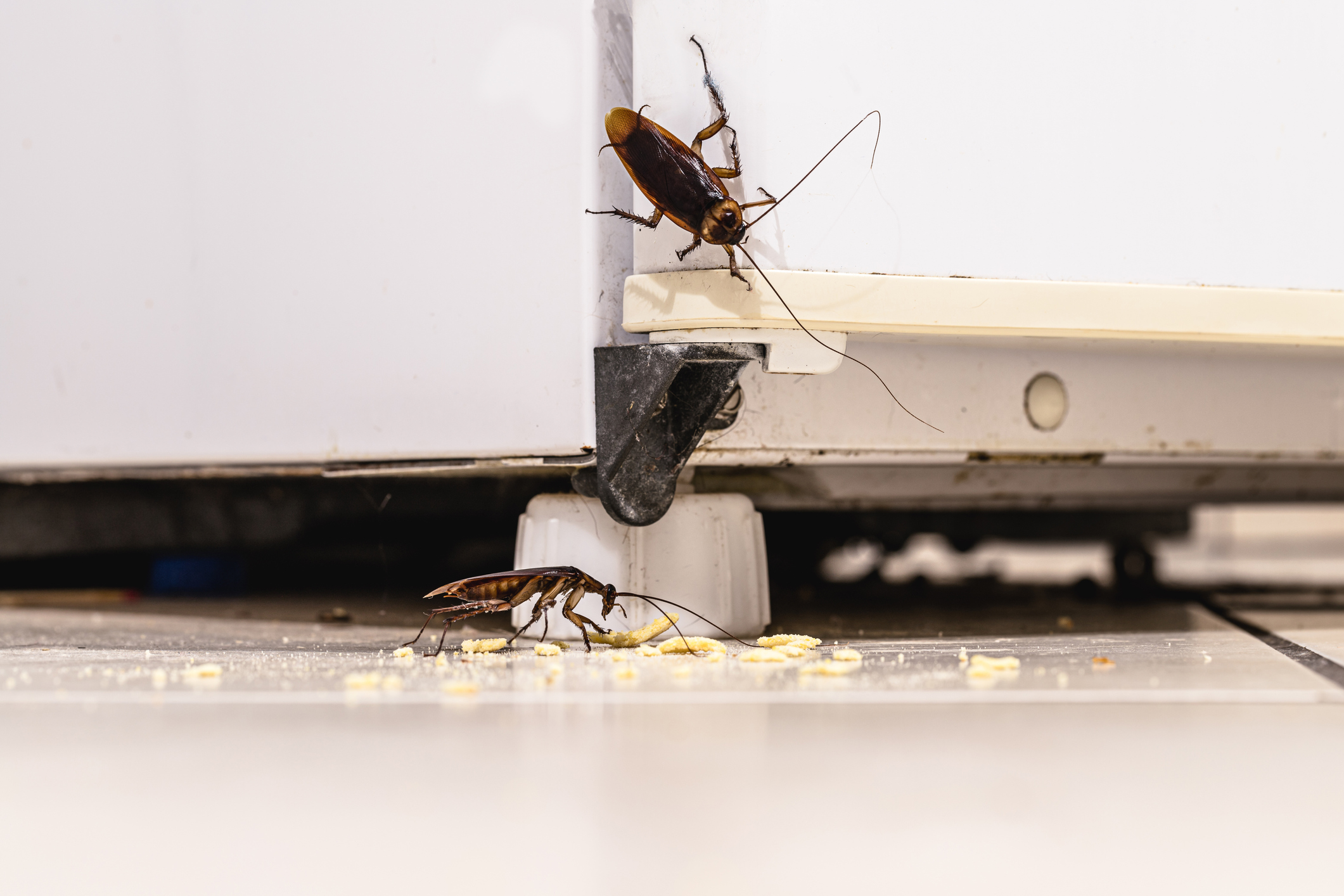 cockroach-under-a-fridge.jpg