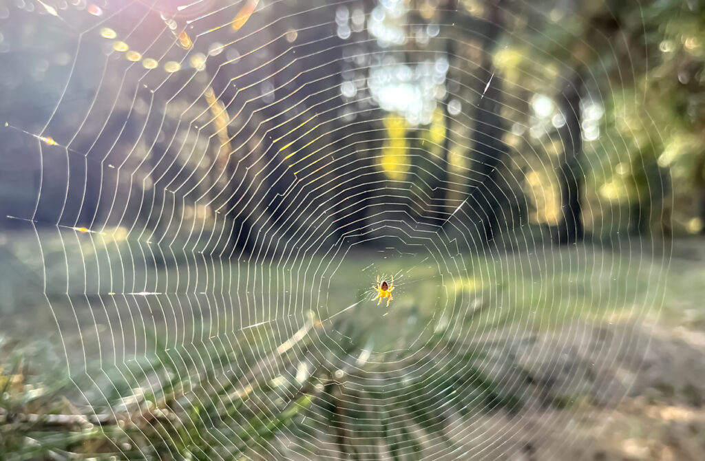 A small spider wove a web in the forest. In the forest opposite the sunny bloom there is a beautiful cobweb. Spider on the web.