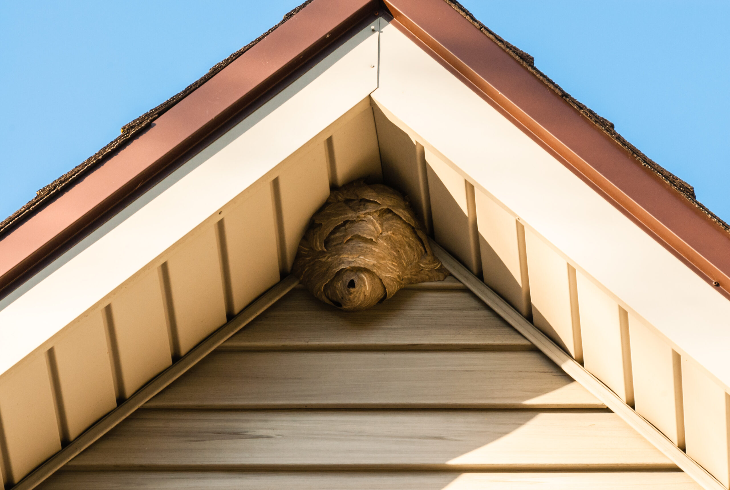 wasp-nest-scaled.jpg