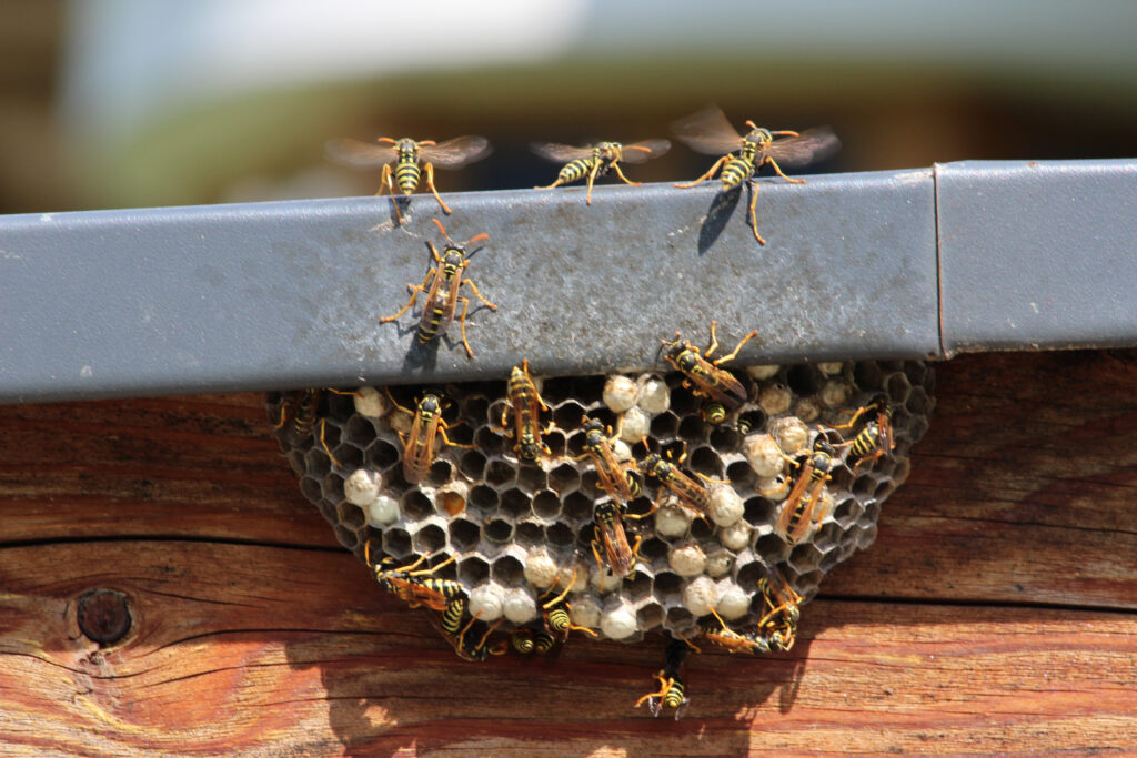 Wasp nest with wasps