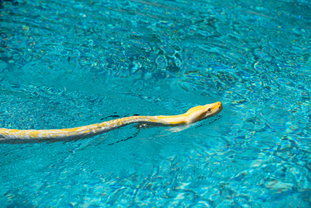 snake swimming in pool
