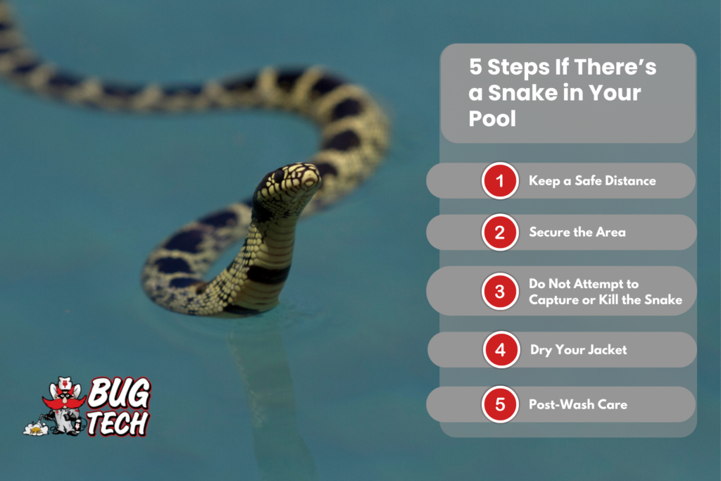 steps to take if there is a snake in your pool